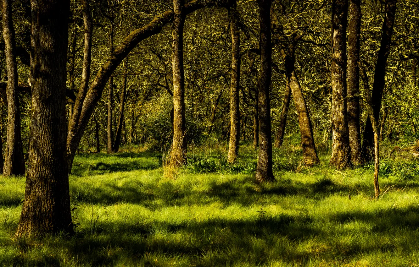 Photo wallpaper greens, forest, summer, grass, trees, Sunny