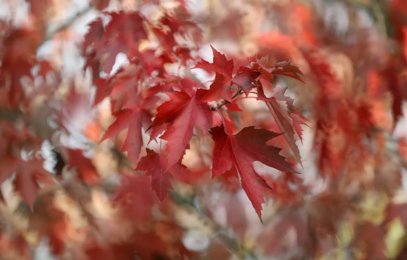 Photo wallpaper autumn, leaves, nature