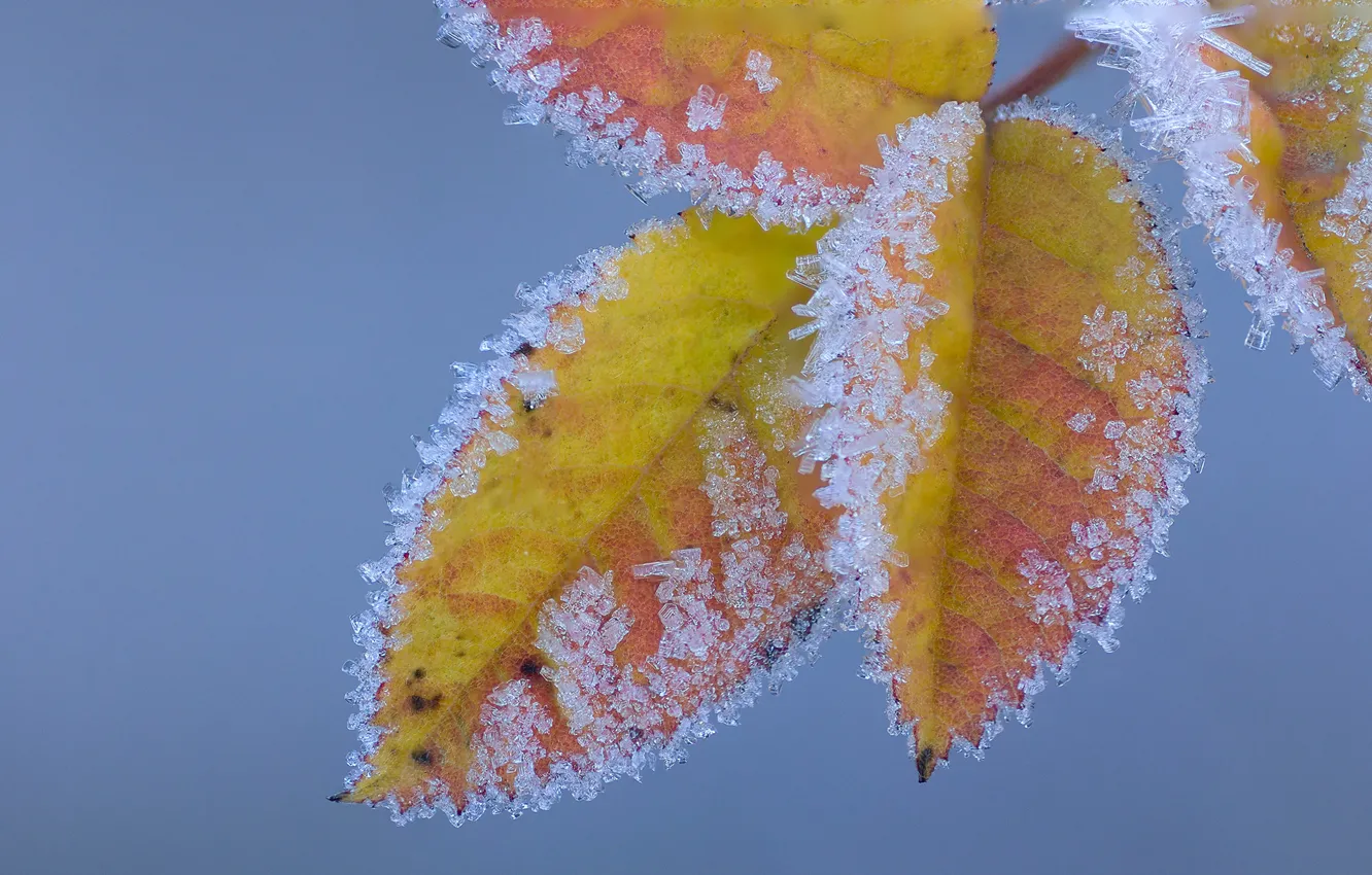 Photo wallpaper frost, autumn, leaves, crystals
