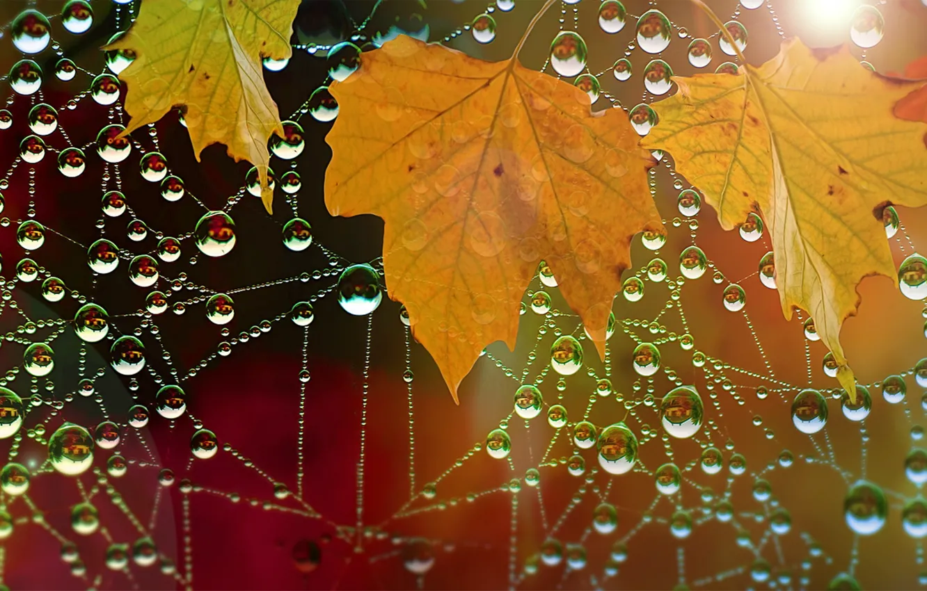 Photo wallpaper autumn, leaves, drops, nature