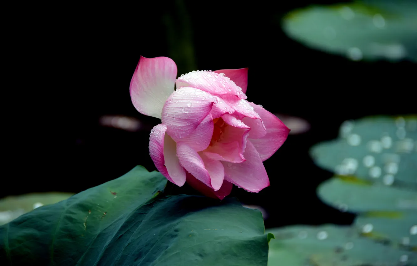 Photo wallpaper leaves, water, drops, the dark background, pink, Bud, Lotus, pond