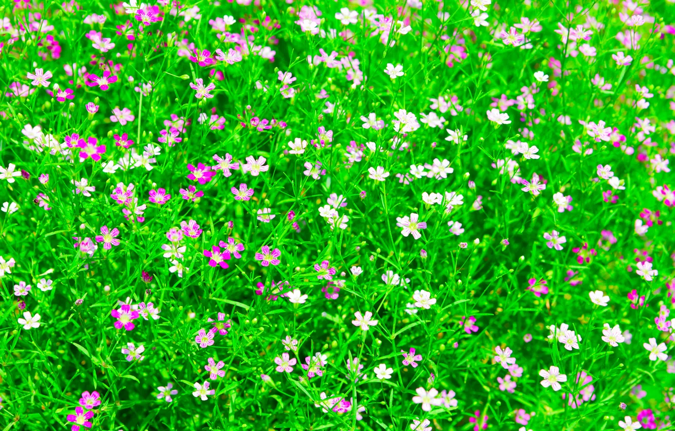 Photo wallpaper field, grass, flowers, garden, meadow