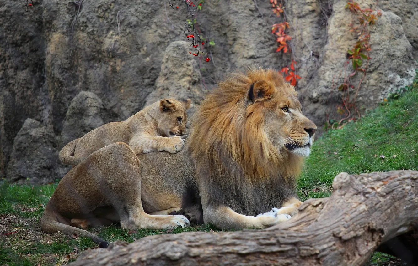 Photo wallpaper rocks, Leo, father, lies, log, cub, lion