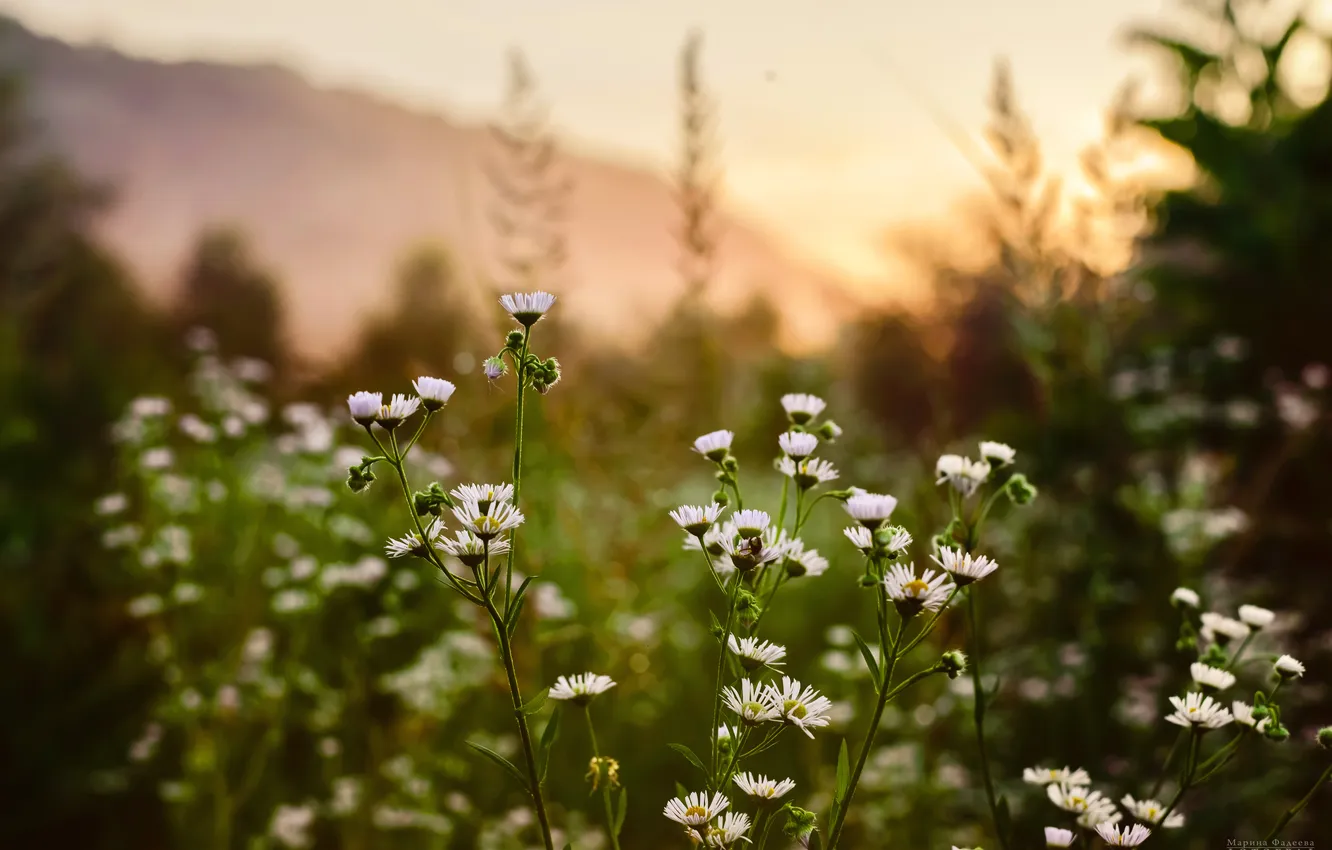 Photo wallpaper sunset, nature, meadow flowers, Marina Fadeeva