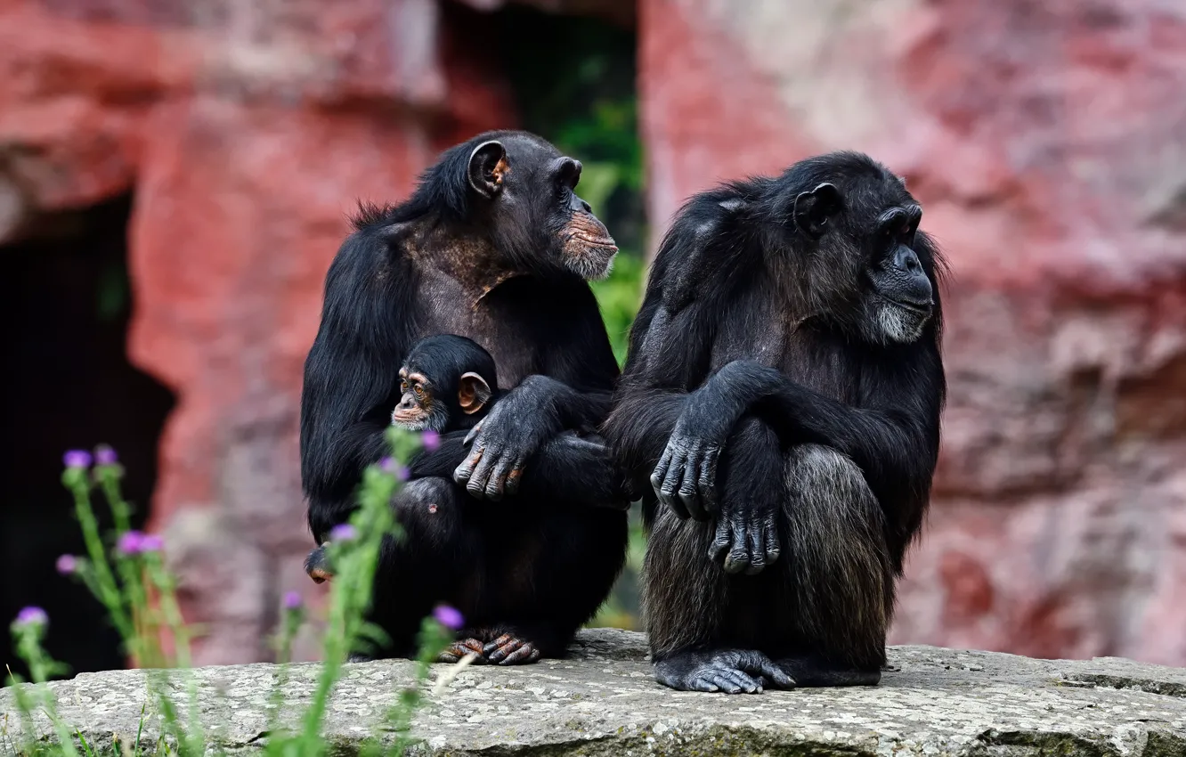 Photo wallpaper look, face, pose, stones, background, paws, family, monkey