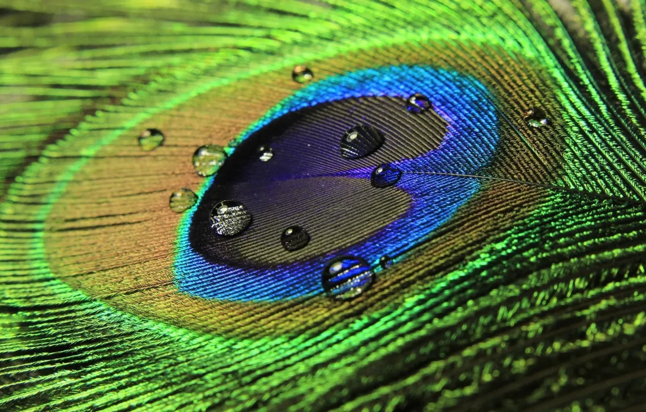 Photo wallpaper macro, Wallpaper, feathers, peacock