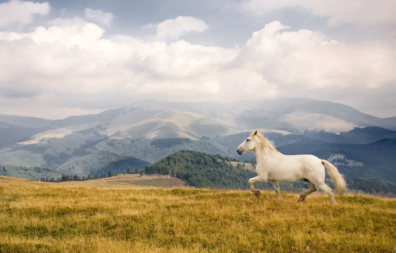 Photo wallpaper field, forest, white, the sky, grass, clouds, mountains, nature