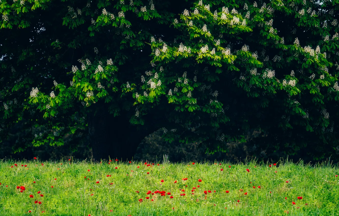 Photo wallpaper greens, forest, grass, trees, flowers, branches, red, nature