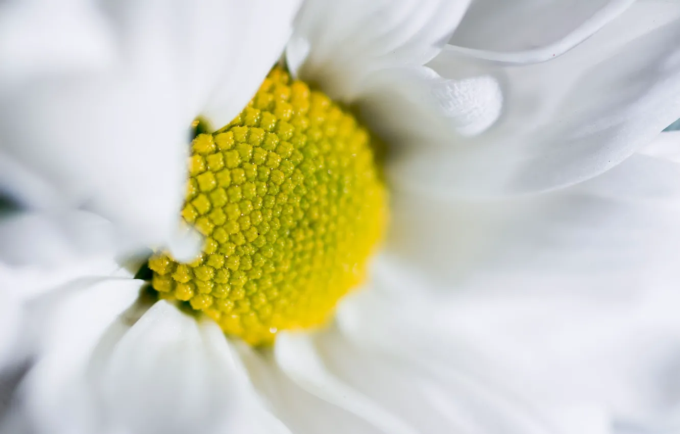 Photo wallpaper macro, flowers, chamomile, petals