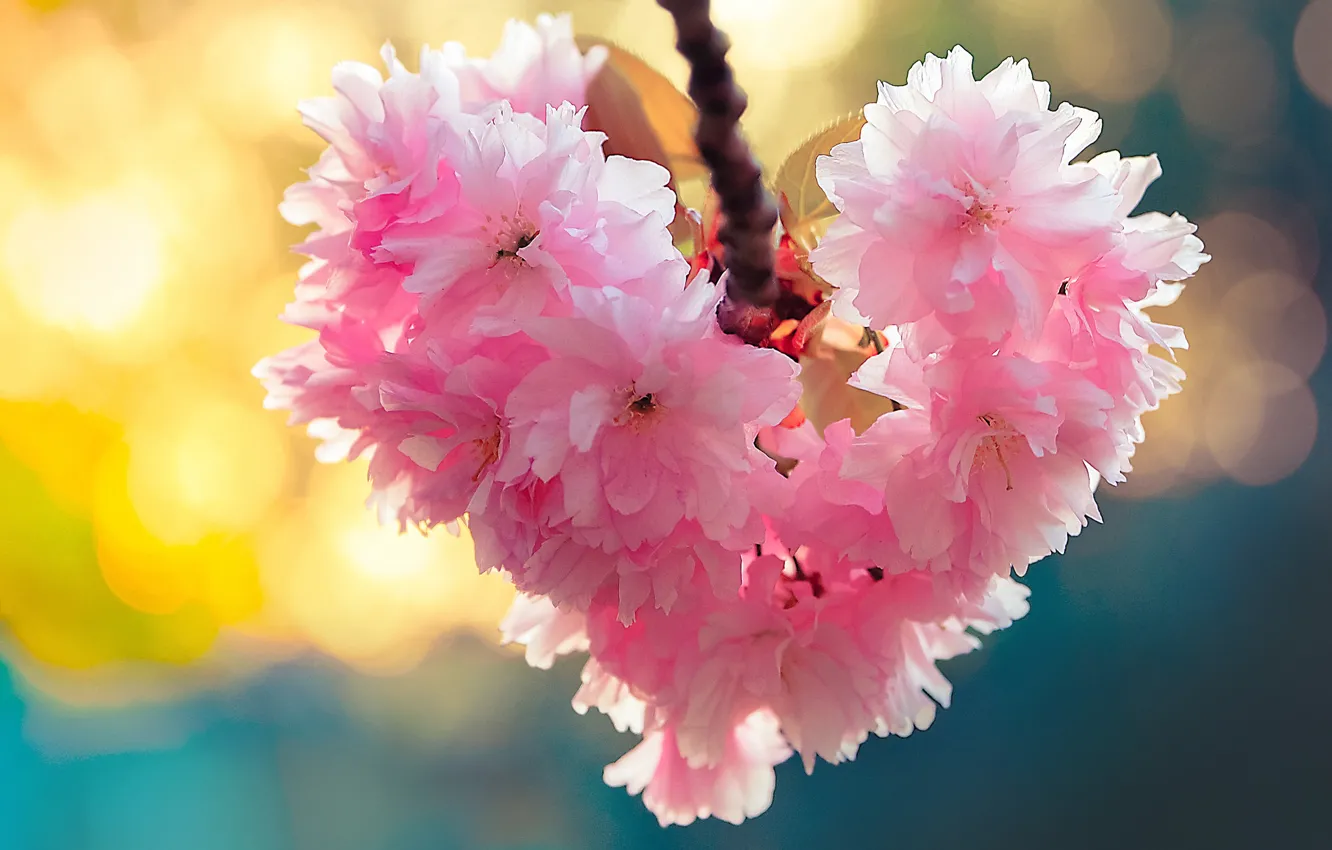 Photo wallpaper macro, cherry, heart, branch, Sakura, flowering, flowers