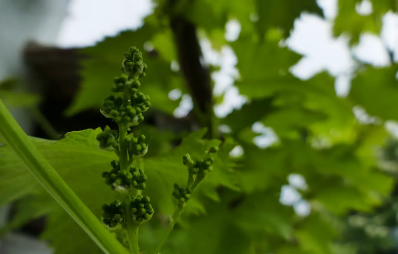 Photo wallpaper macro, blue, nature, green, grapes, young