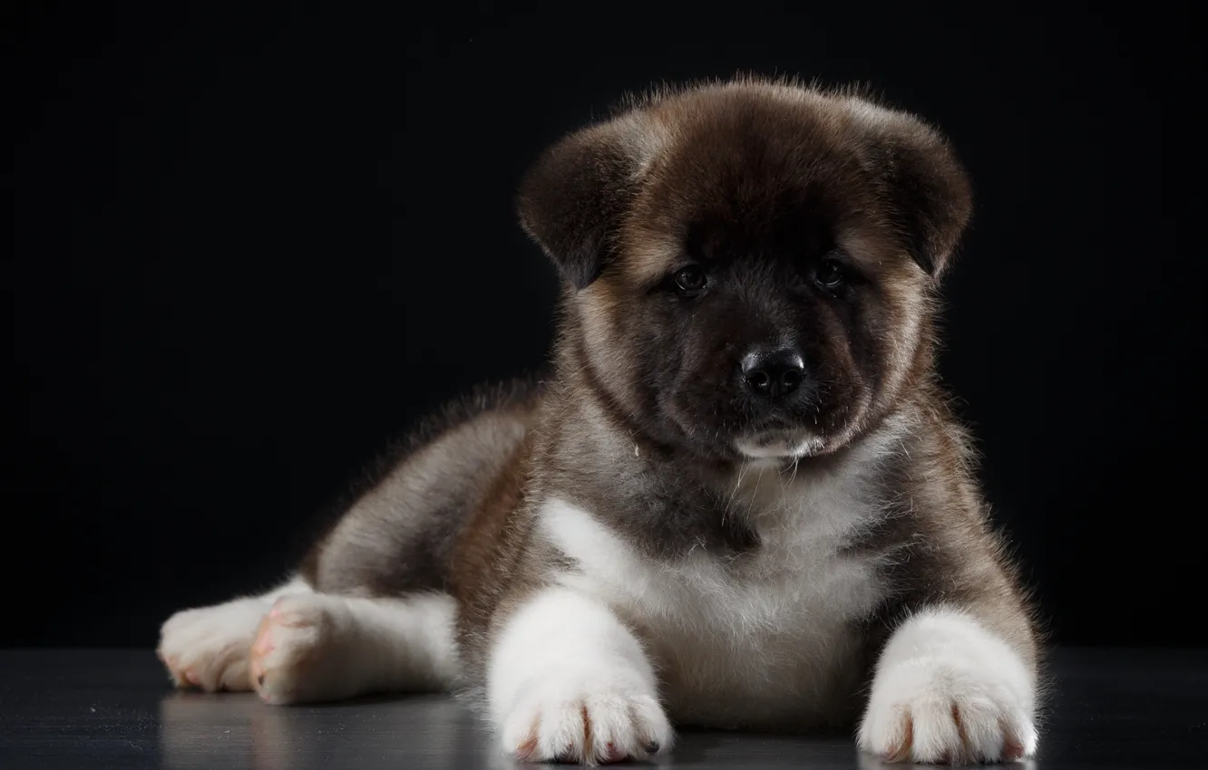 Photo wallpaper puppy, breed, Akita