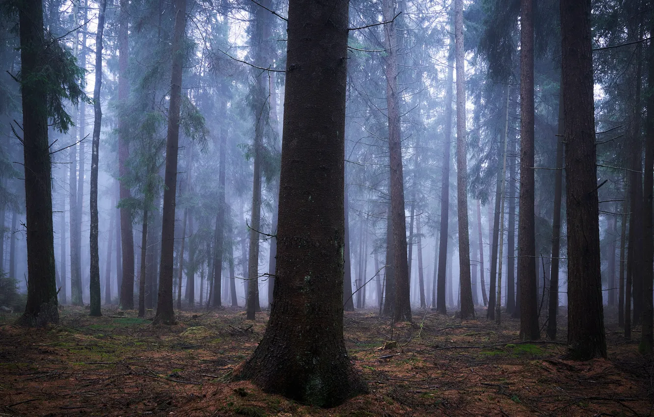 Photo wallpaper forest, trees, nature, fog, Germany, Germany, Alexander Schönberg, Sachsenwald