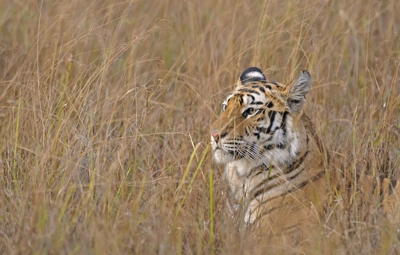 Photo wallpaper grass, face, profile, disguise, wild cat, Bengal tiger