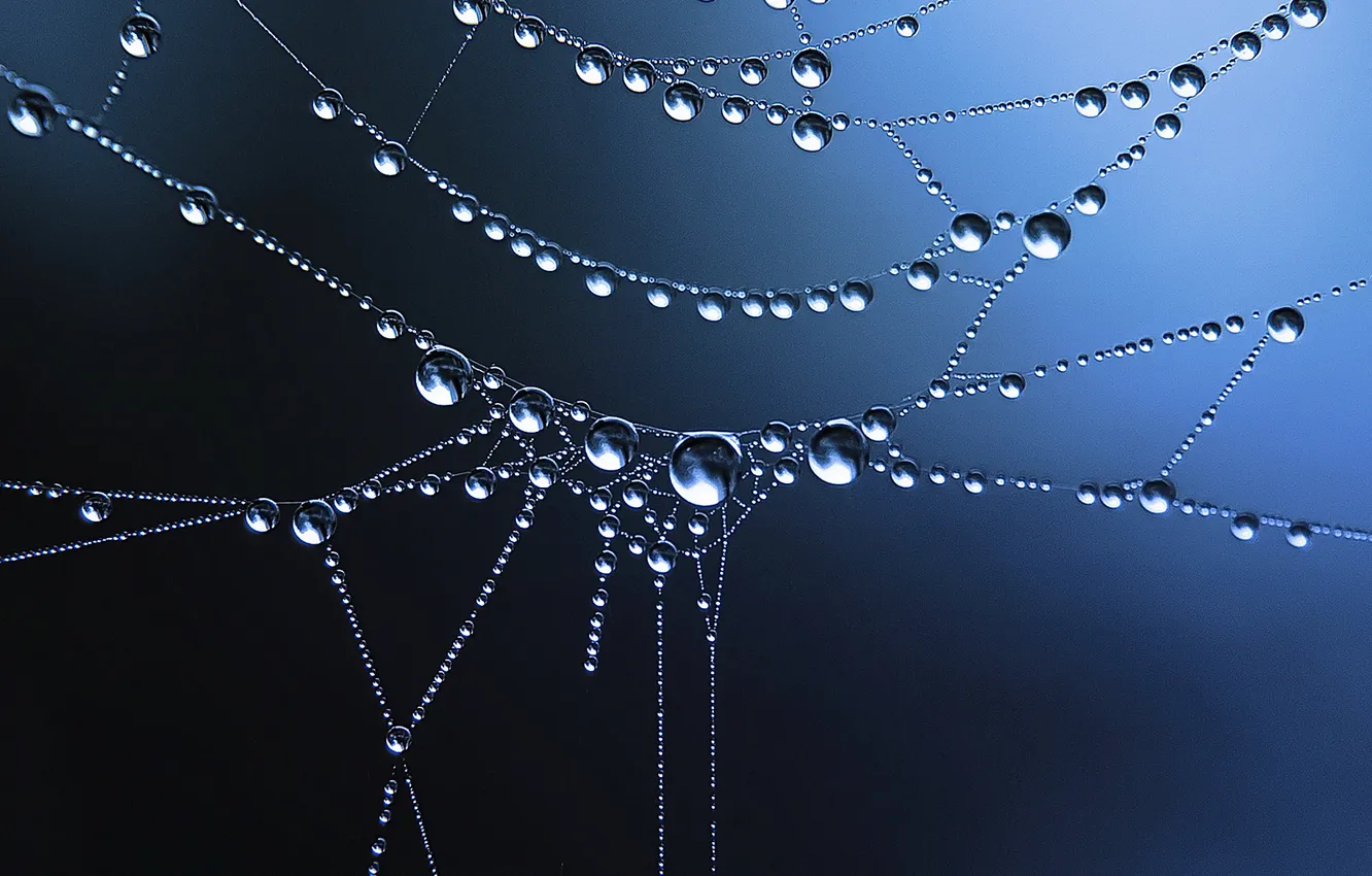 Photo wallpaper water, drops, Rosa, background, web