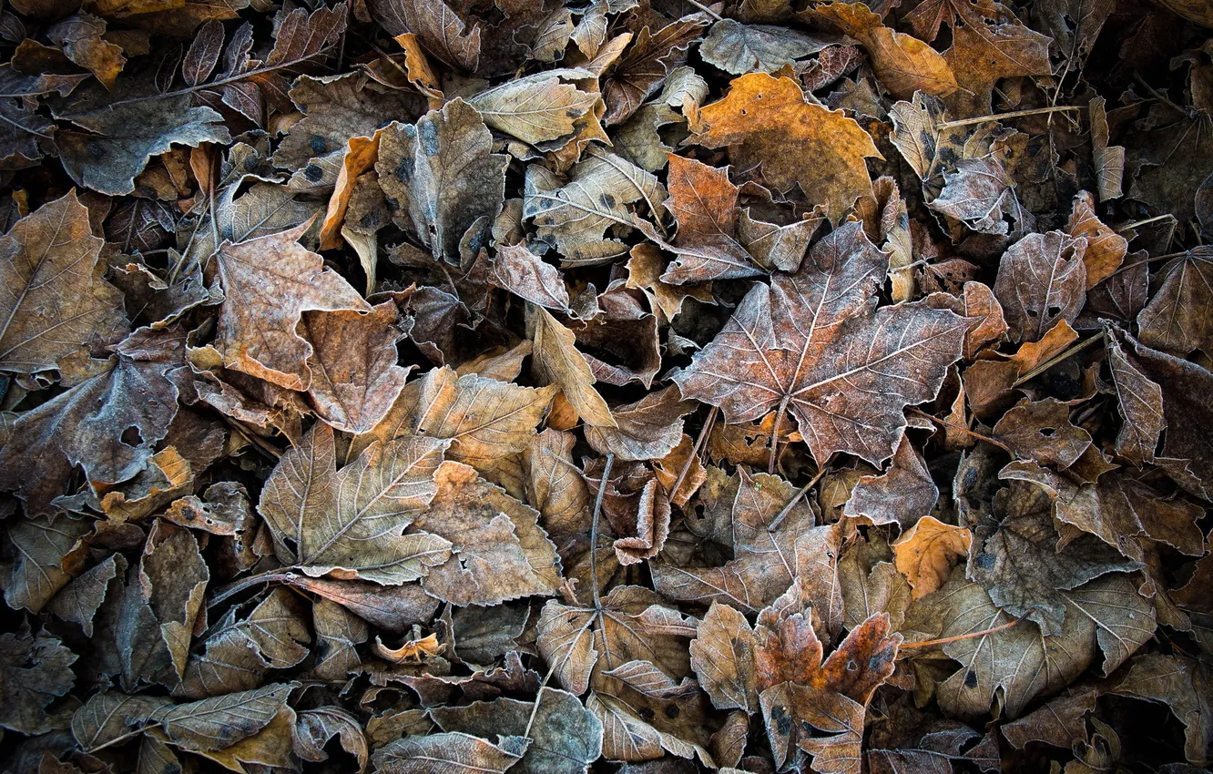 Photo wallpaper frost, leaves, nature