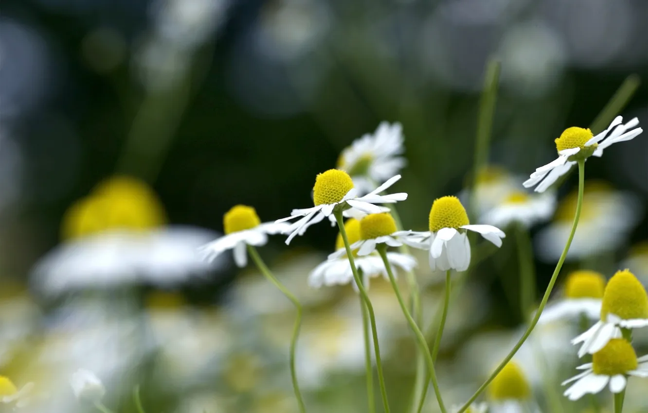 Photo wallpaper summer, grass, macro, flowers, glade, plant, chamomile, petals