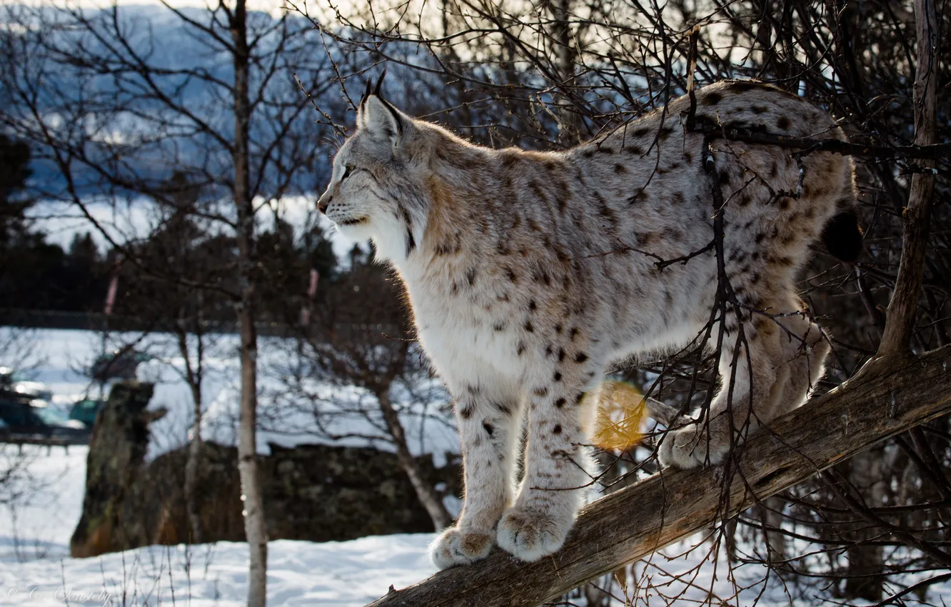 Photo wallpaper winter, trees, predator, branch, profile, lynx