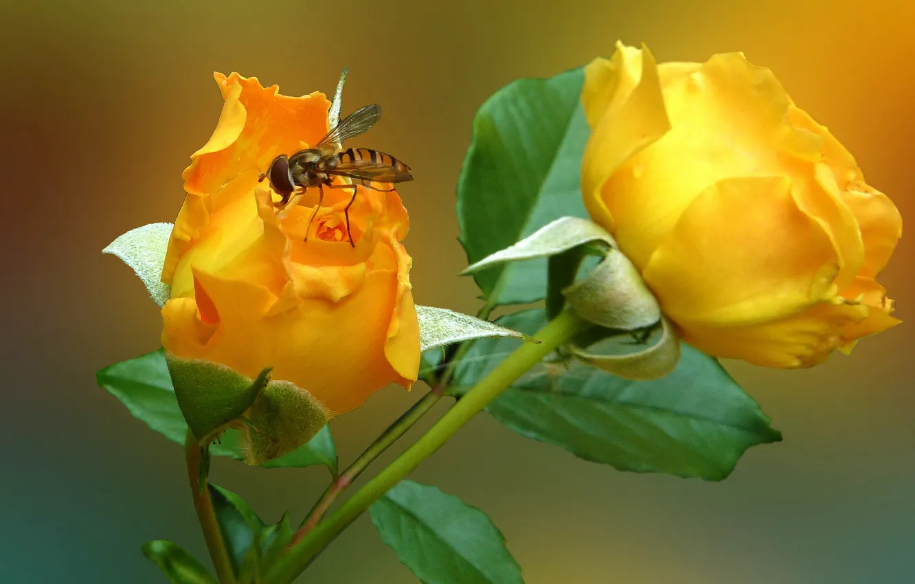 Photo wallpaper flower, fly, rose, petals, insect