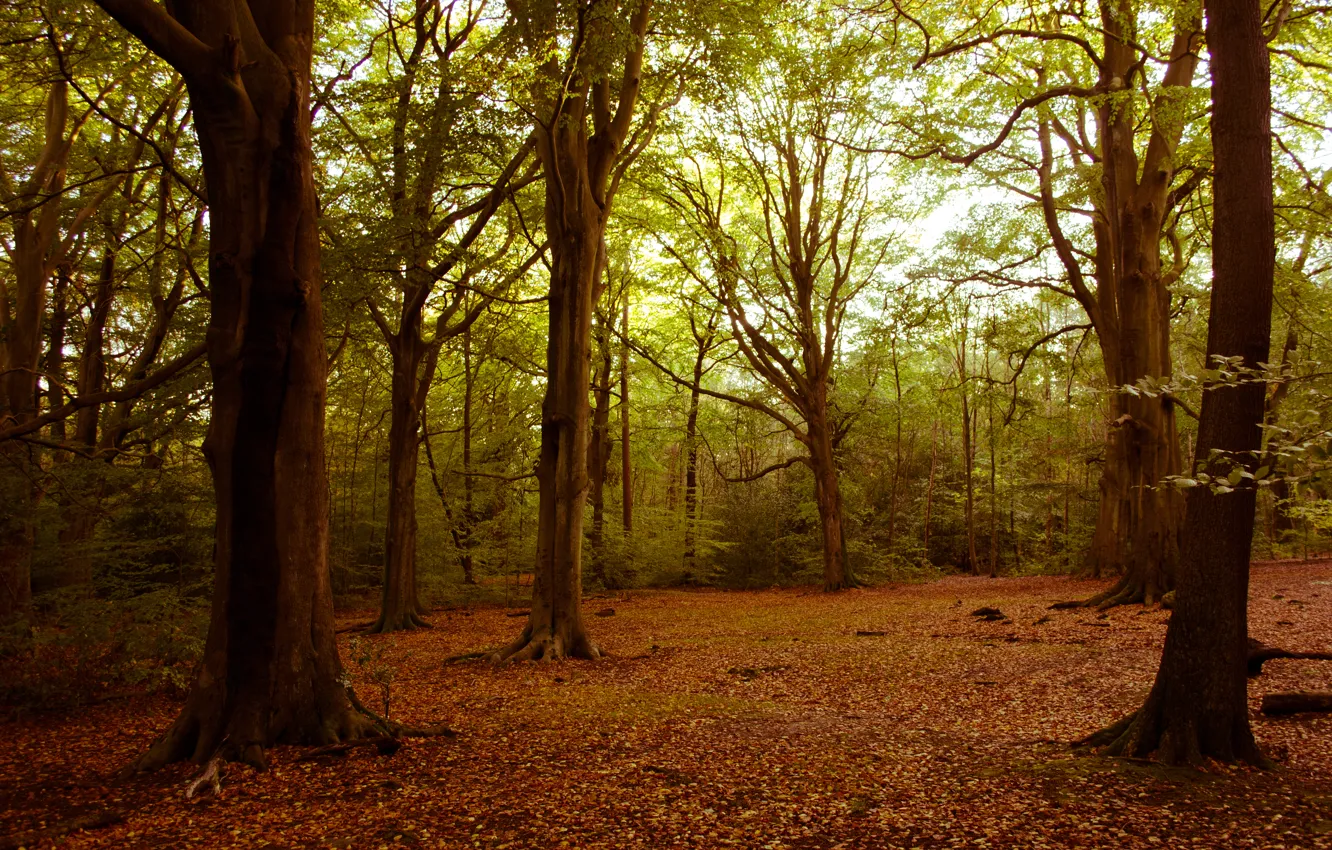 Photo wallpaper forest, trees, leaves, branches