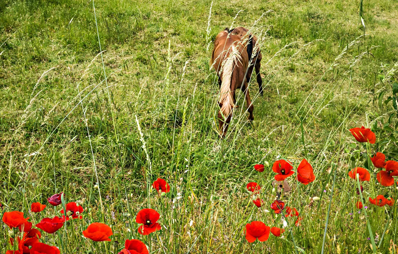 Photo wallpaper flowers, horse, horse, Maki, meadow, grazing