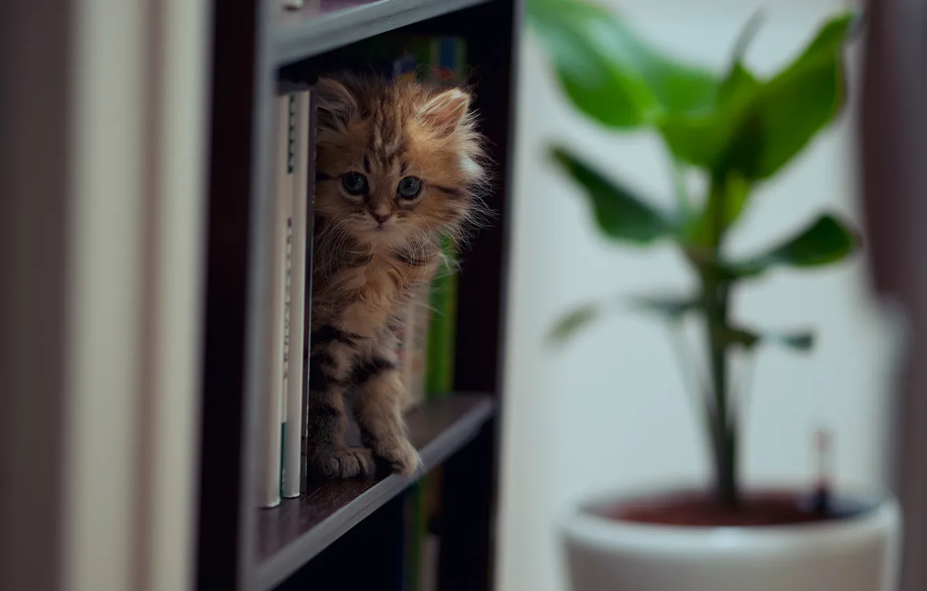 Photo wallpaper cat, books, Daisy, © Ben Torode