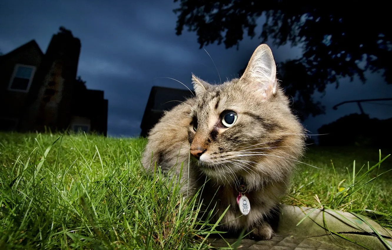 Photo wallpaper cat, night, nature
