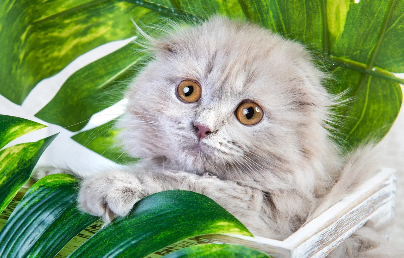 Photo wallpaper greens, cat, look, leaves, pose, grey, portrait, legs