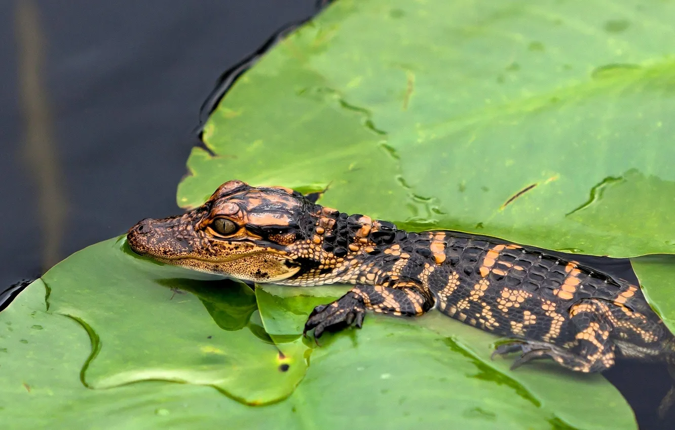 Photo wallpaper leaves, water, river, crocodile, cub, The Nile