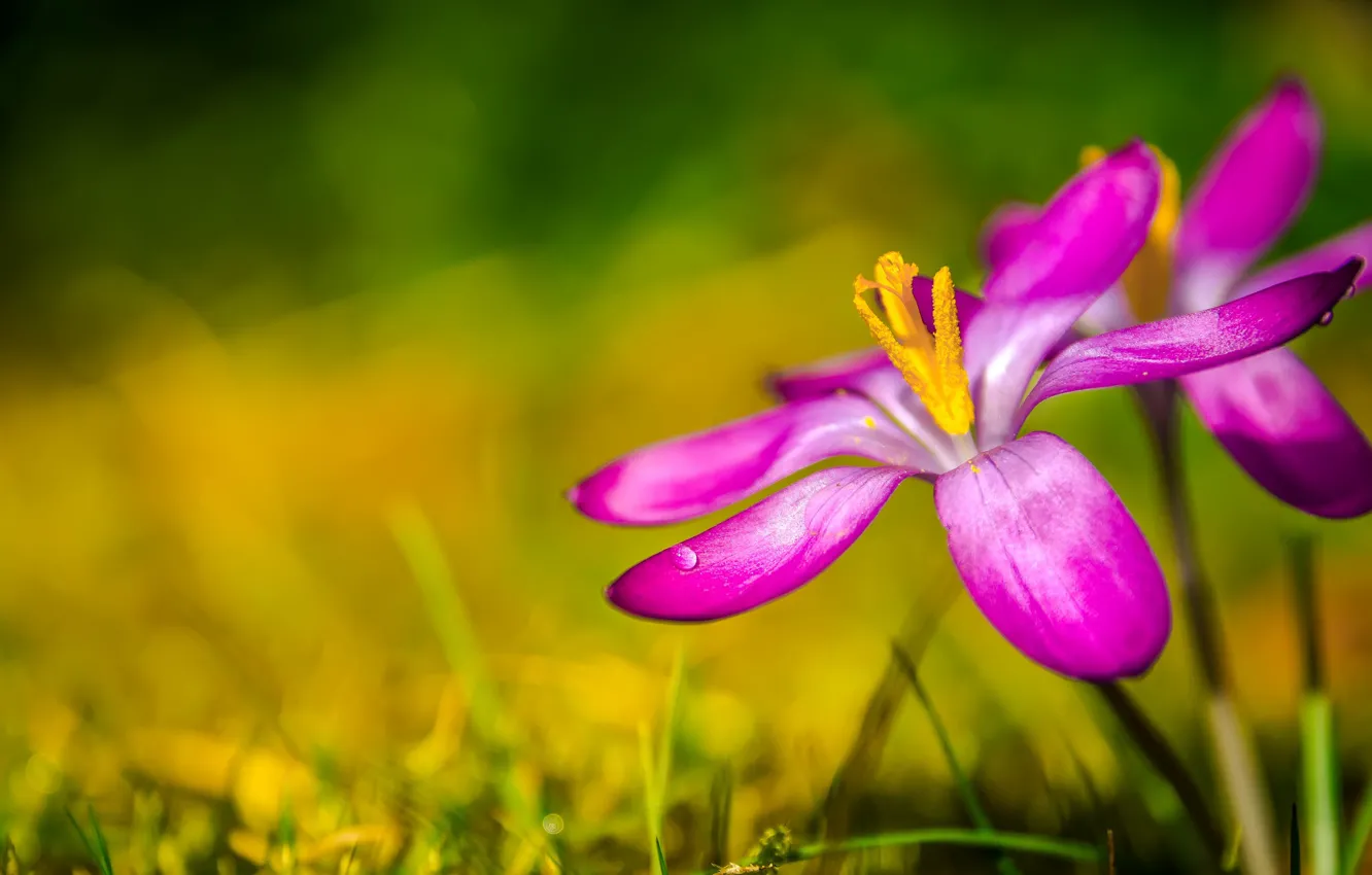 Photo wallpaper macro, spring, petals, crocuses, bokeh, saffron