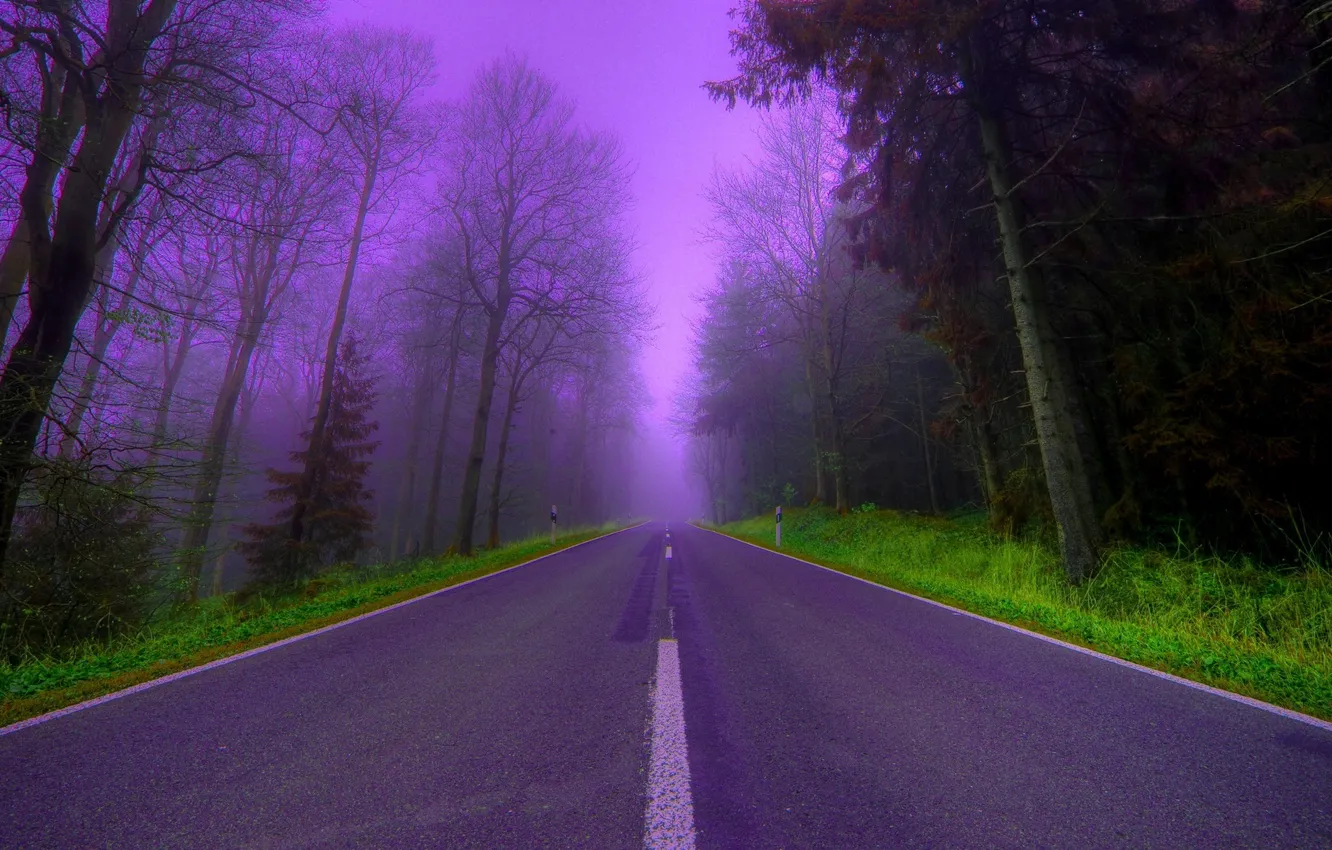 Photo wallpaper road, trees, fog, lilac, the evening, Forest, beautiful