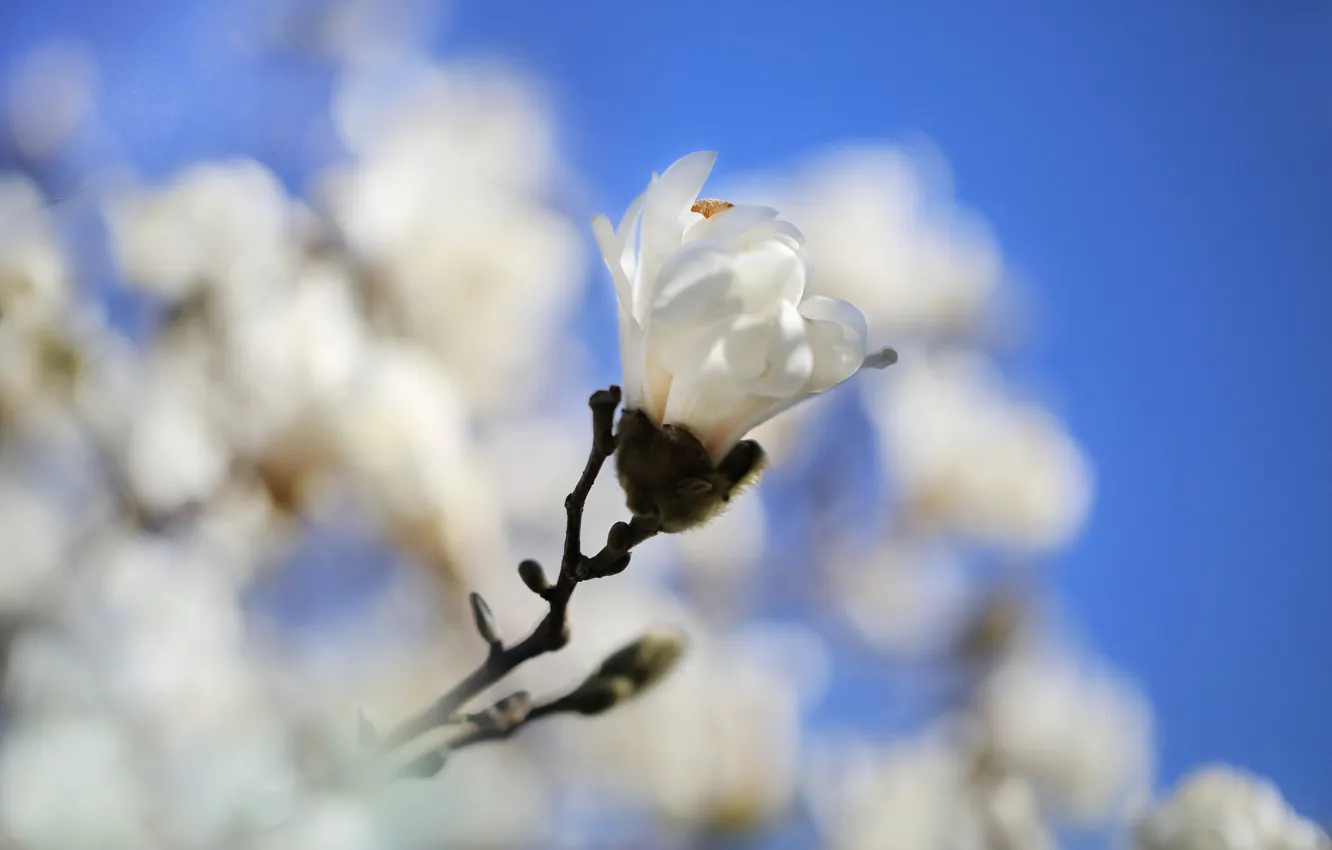 Photo wallpaper branch, spring, petals, Magnolia