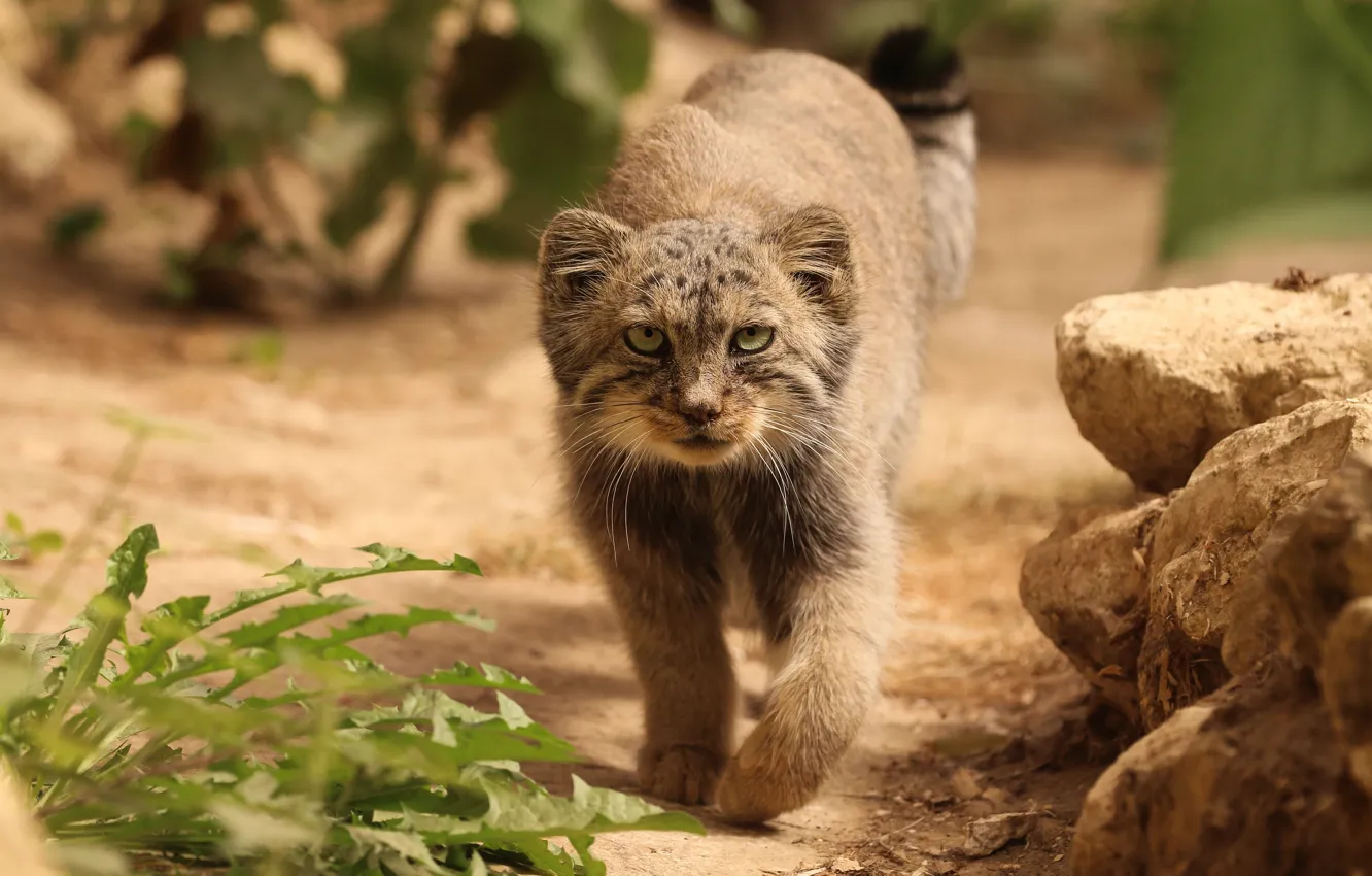 Photo wallpaper look, nature, sneaks, manul