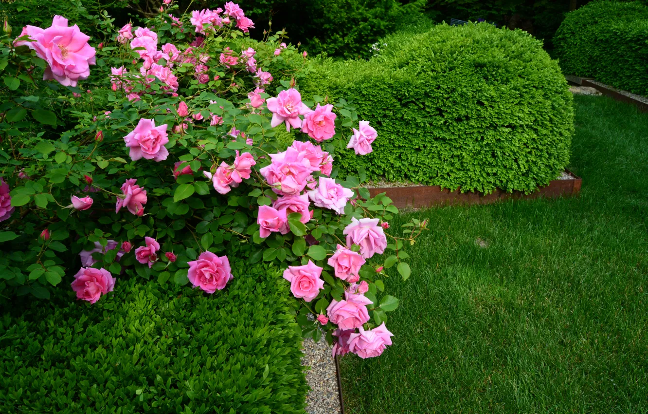 Photo wallpaper greens, grass, flowers, Park, lawn, roses, the bushes