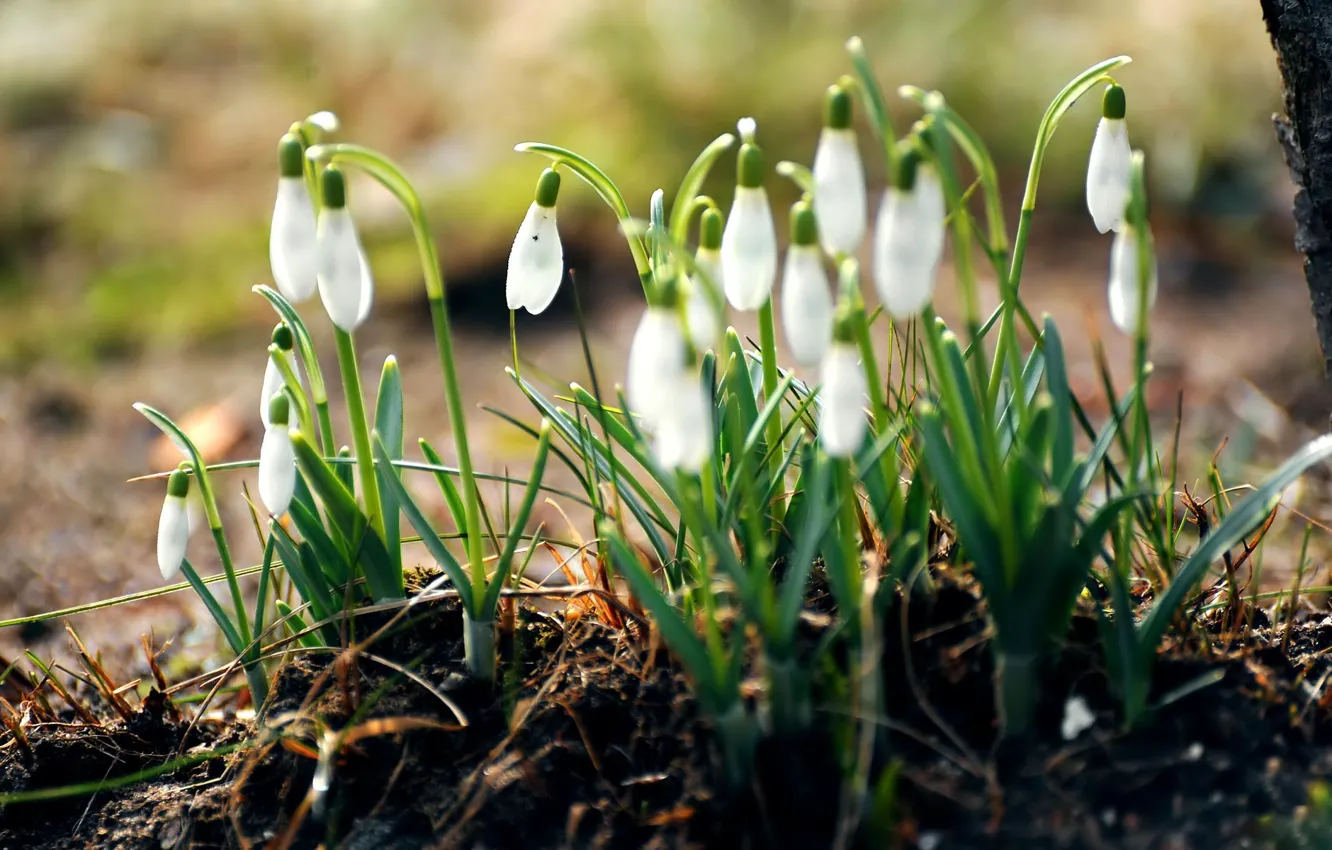 Photo wallpaper forest, grass, macro, flowers, nature, earth, spring, snowdrops