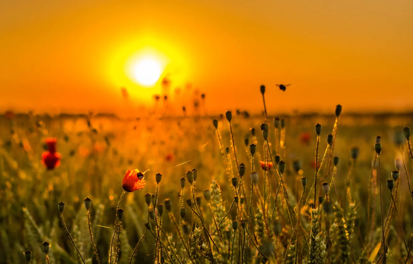 Photo wallpaper field, the sky, grass, the sun, sunset, flowers, meadow
