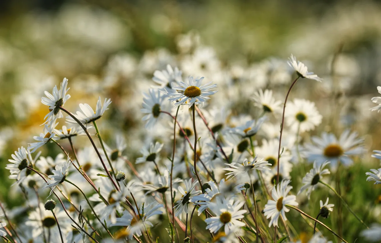 Photo wallpaper field, summer, light, flowers, nature, background, stems, glade