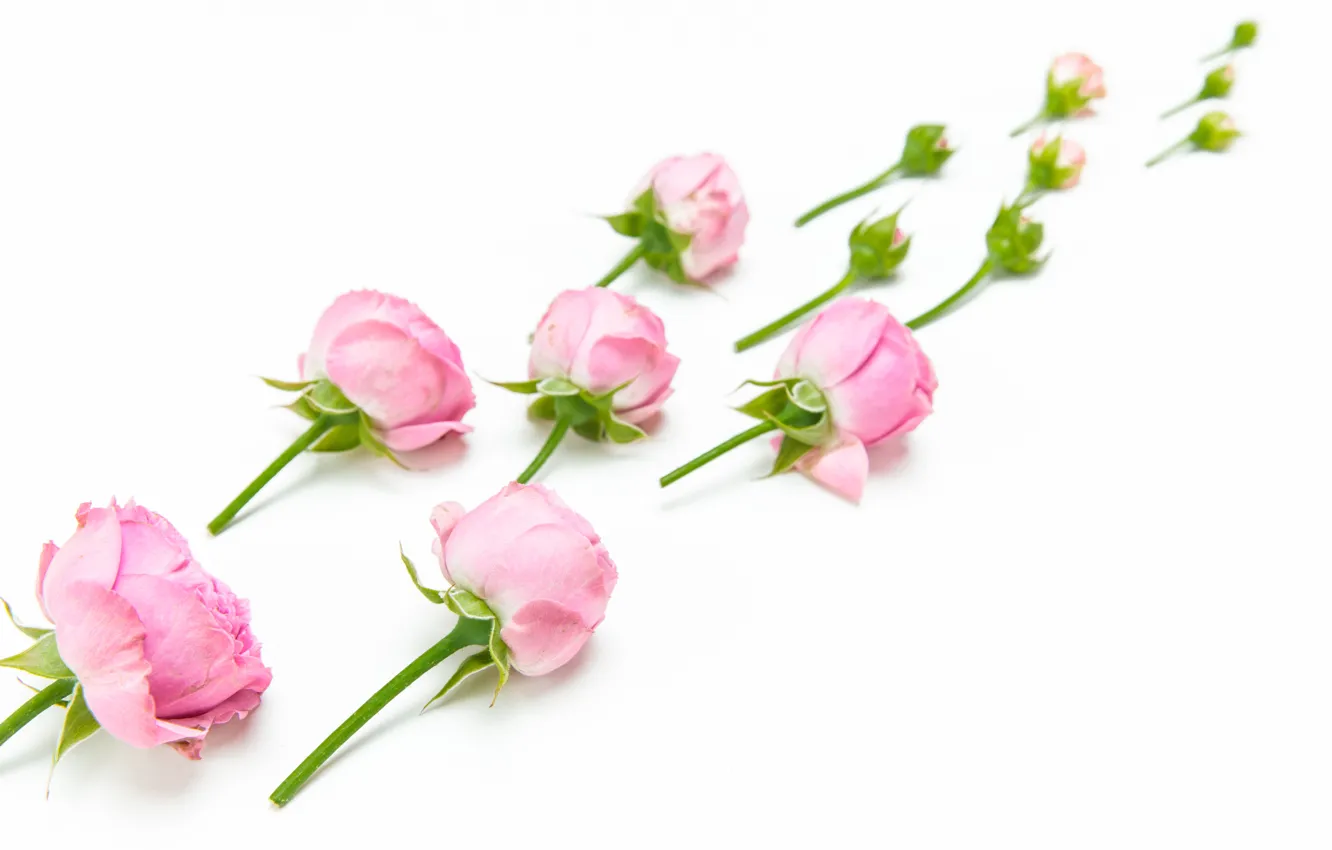 Photo wallpaper flowers, background, Rose, buds