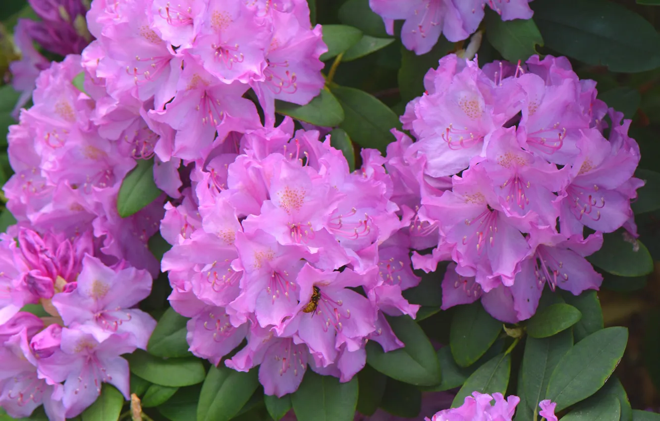 Photo wallpaper pink, Azalea, rhododendrons