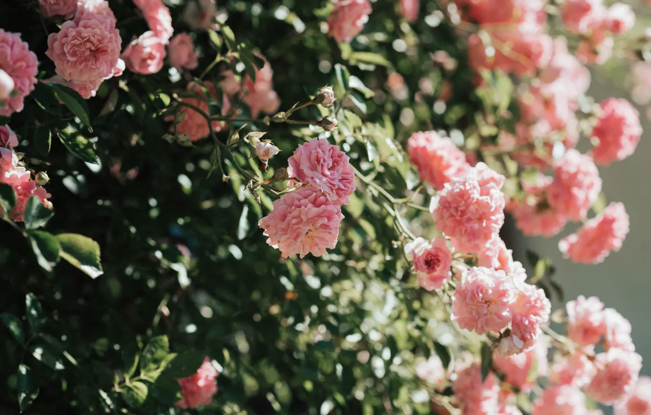 Photo wallpaper flowers, roses, garden, pink, bokeh, rosette, rose Bush