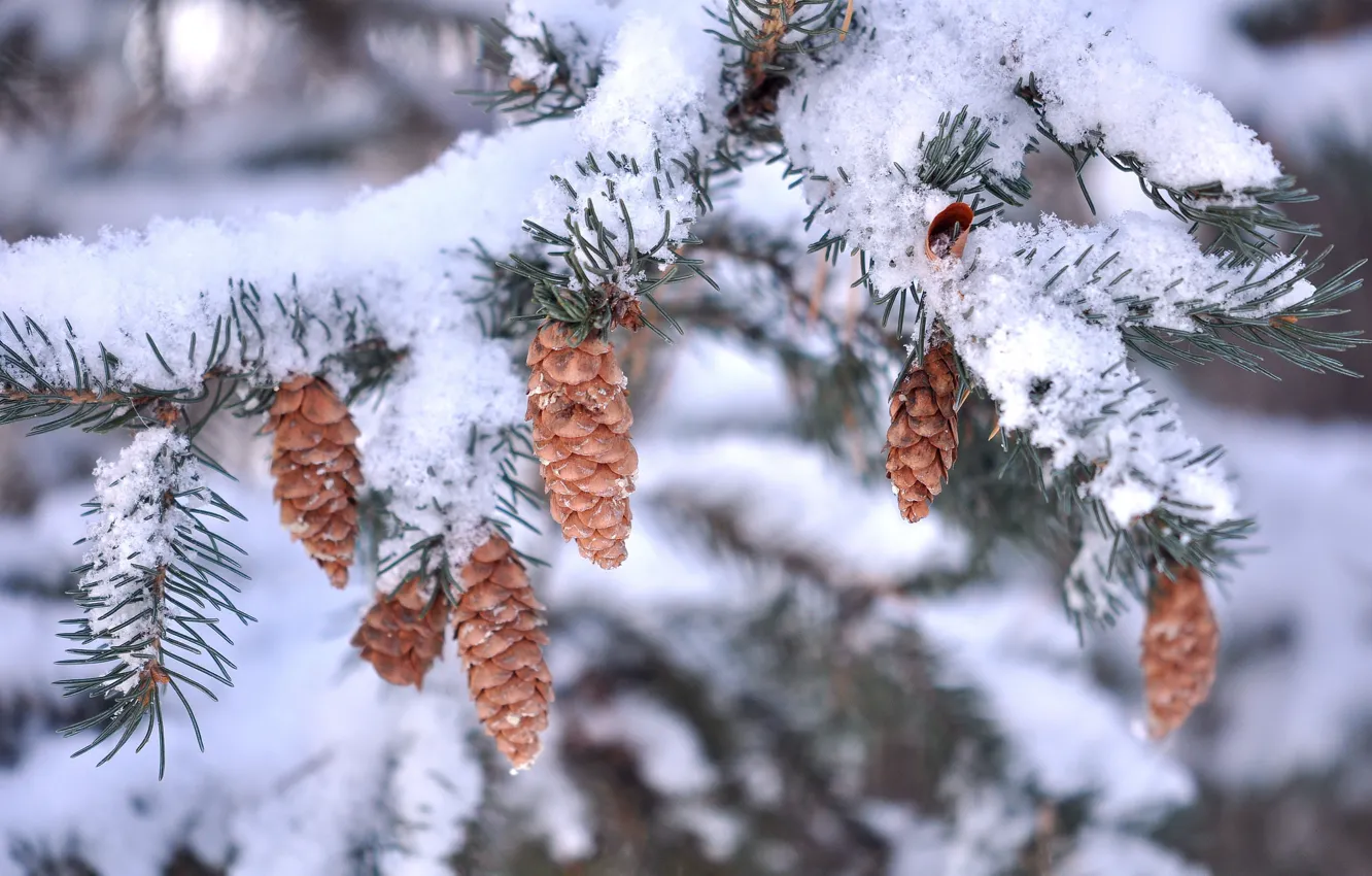 Photo wallpaper snow, needles, branch, bumps