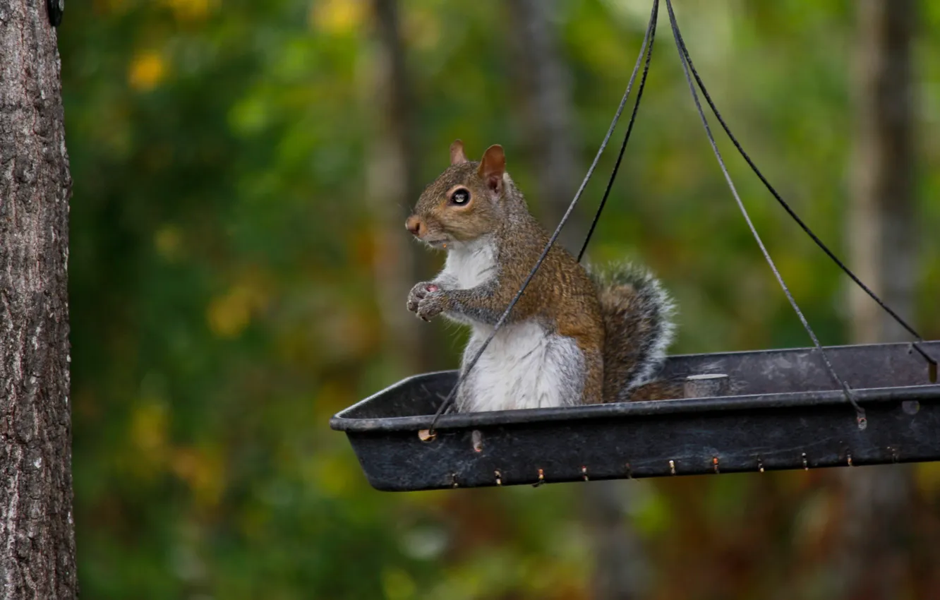 Photo wallpaper greens, trees, protein, animal, feeder