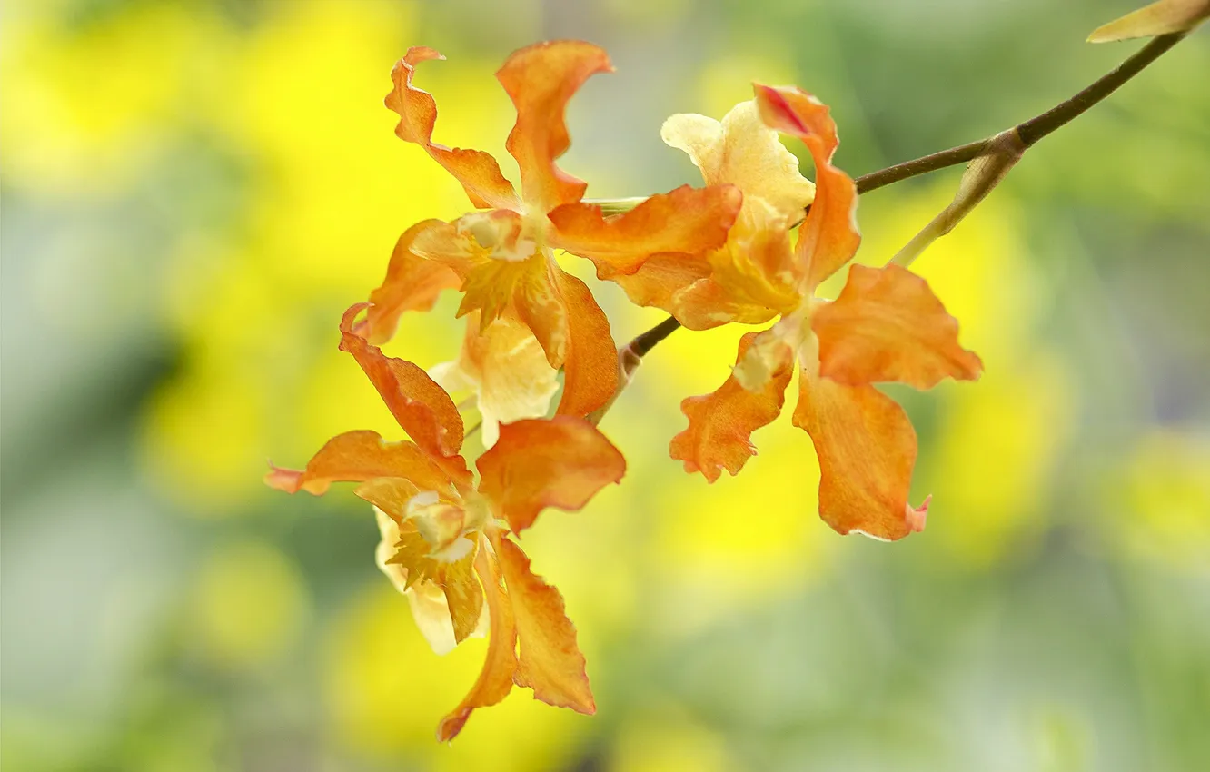 Photo wallpaper flowers, branches, nature, petals