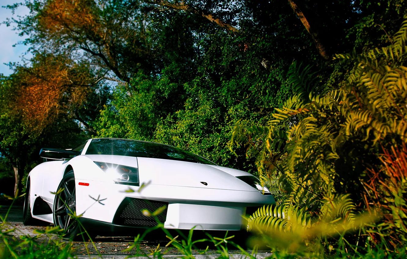 Photo wallpaper white, nature, Lamborghini, Murciélago