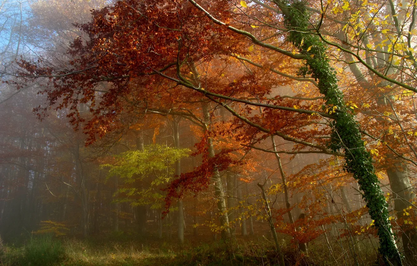 Photo wallpaper autumn, forest, leaves, trees, fog