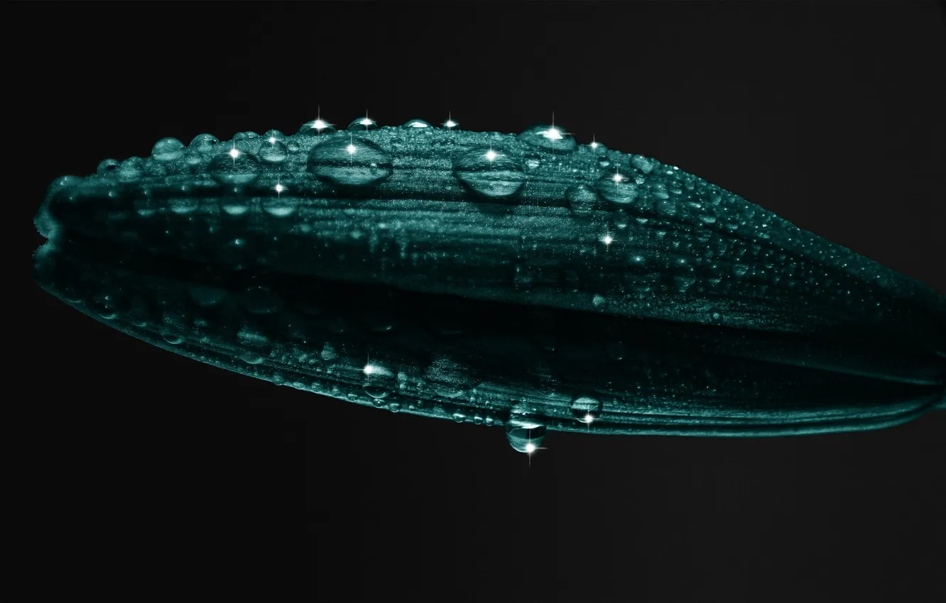 Photo wallpaper water, drops, macro, plant, petals, macro, water drops, 2560x1600