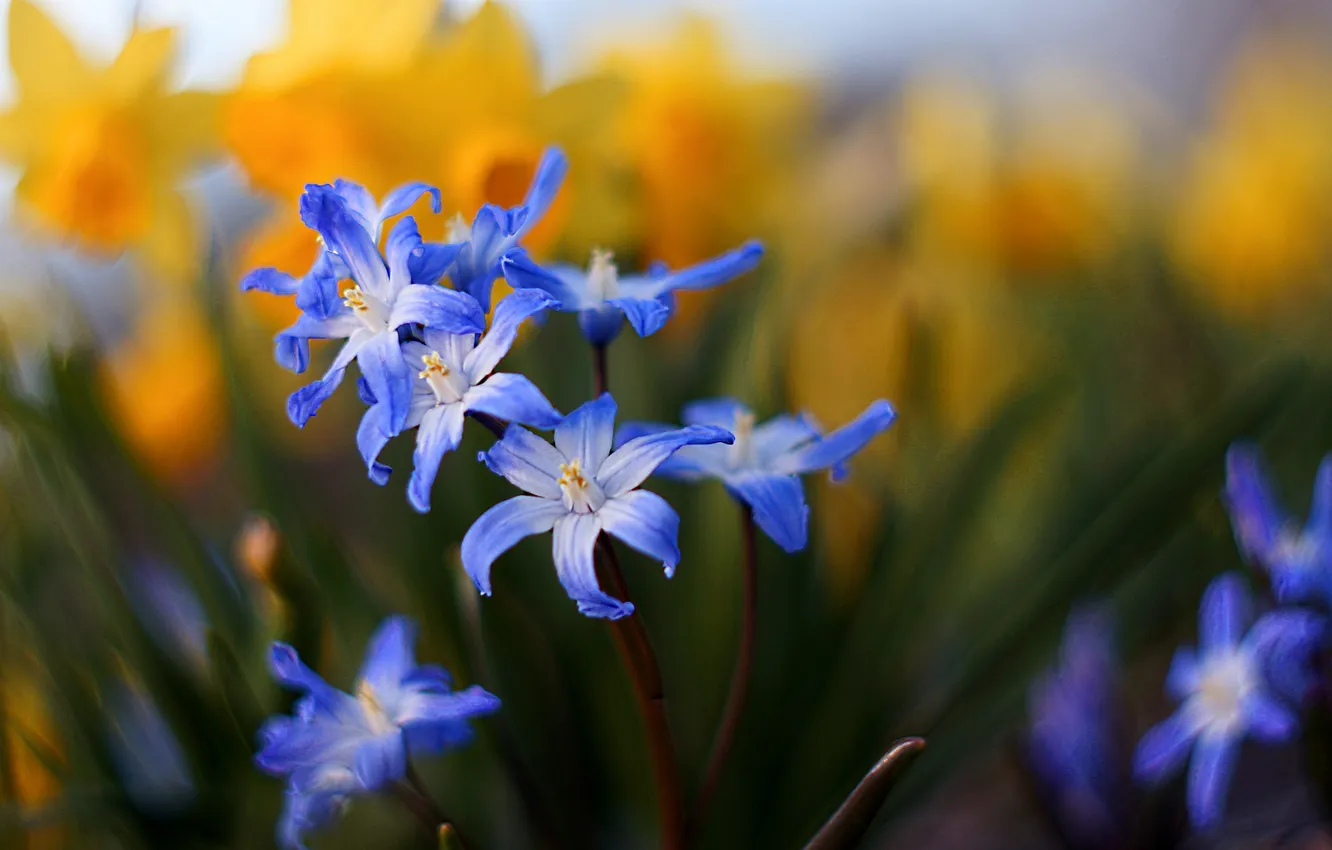 Photo wallpaper field, leaves, macro, petals, stem, meadow