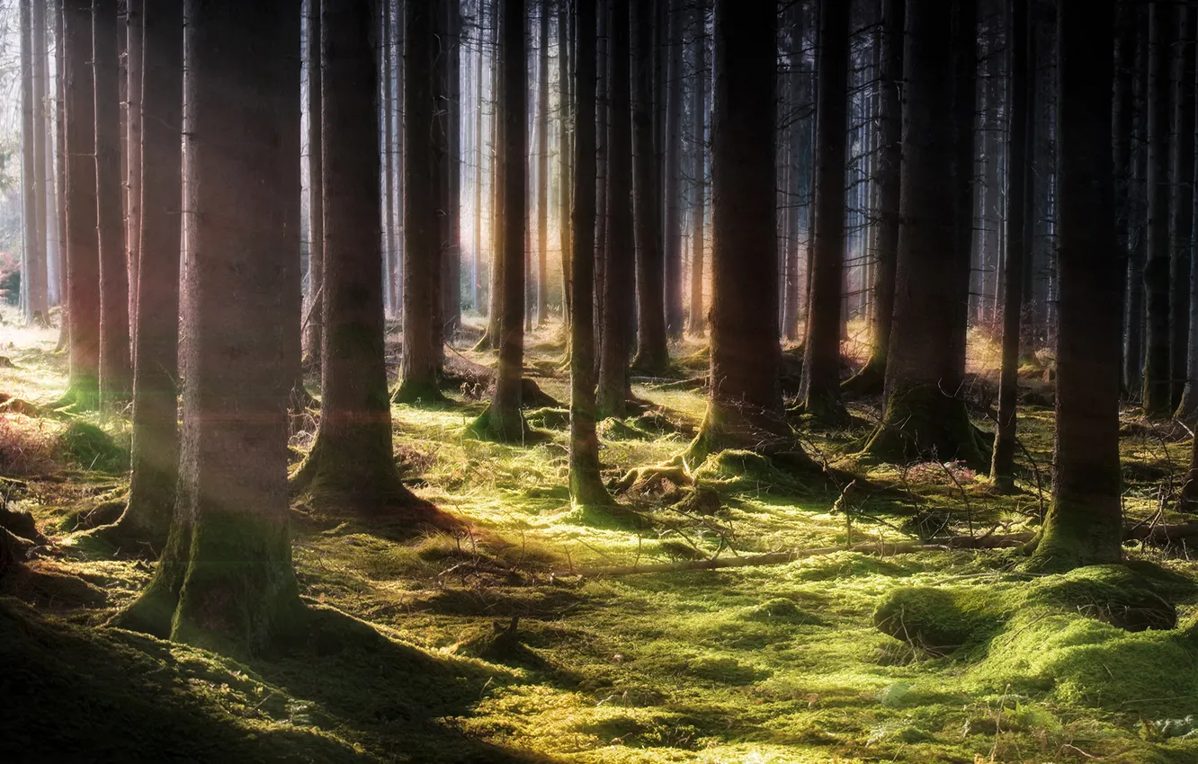 Photo wallpaper forest, rays, light, nature, trunks, moss