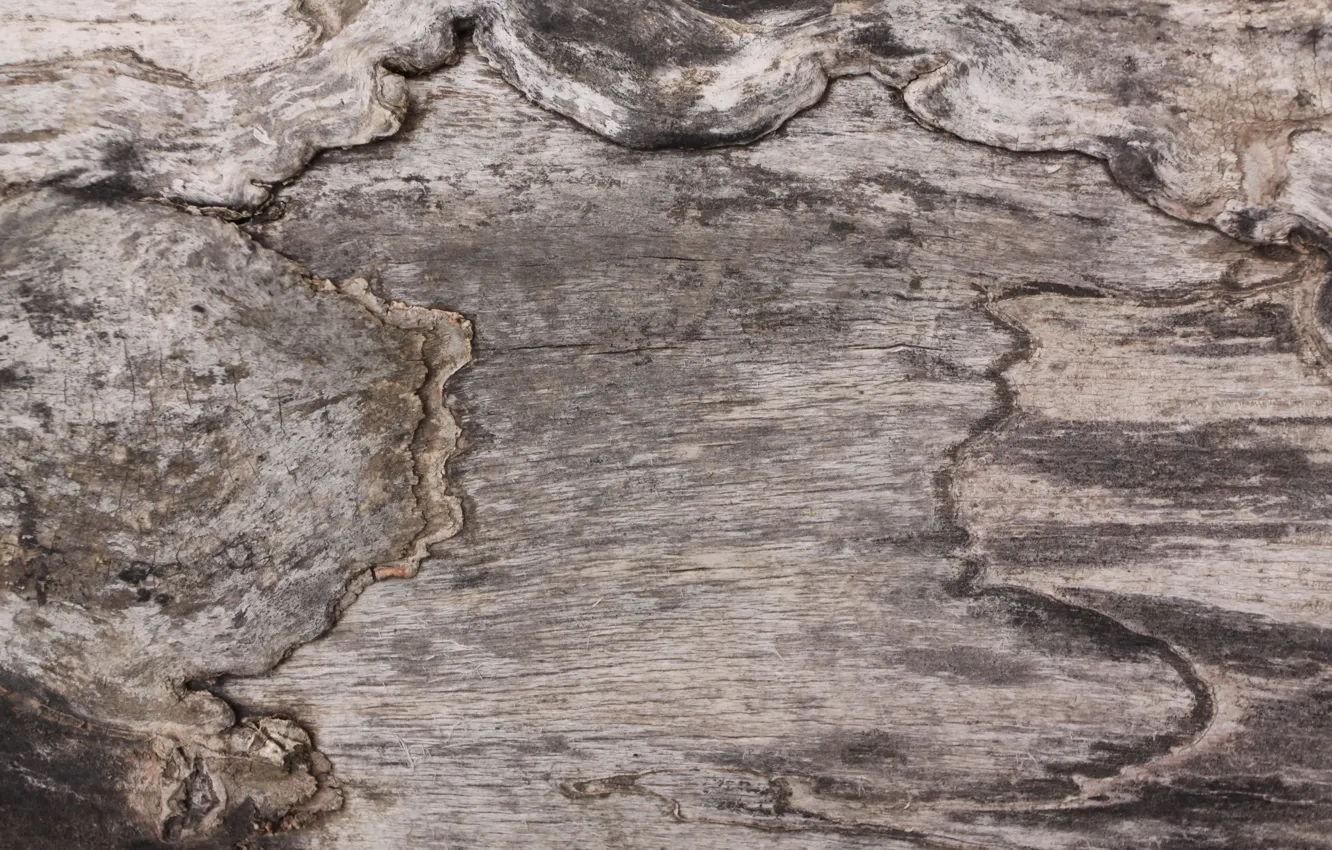 Photo wallpaper trees, background, texture