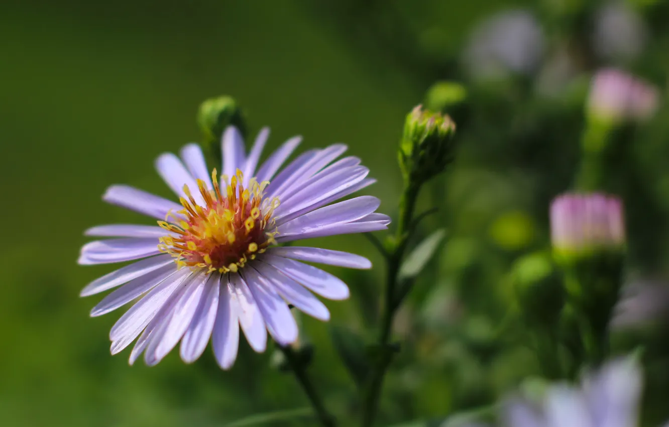 Photo wallpaper flower, bloom, aster